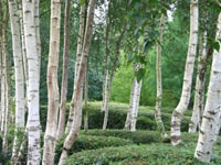 Betula utilis